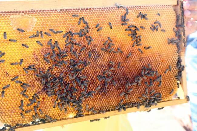 Türk balı 48 ülkeye ihraç ediliyor